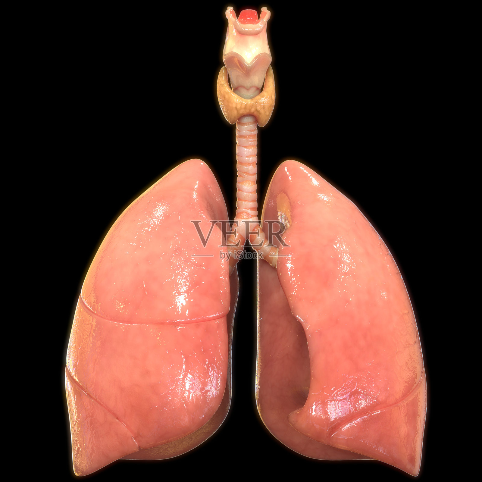 人体呼吸系统及肺解剖学照片摄影图片