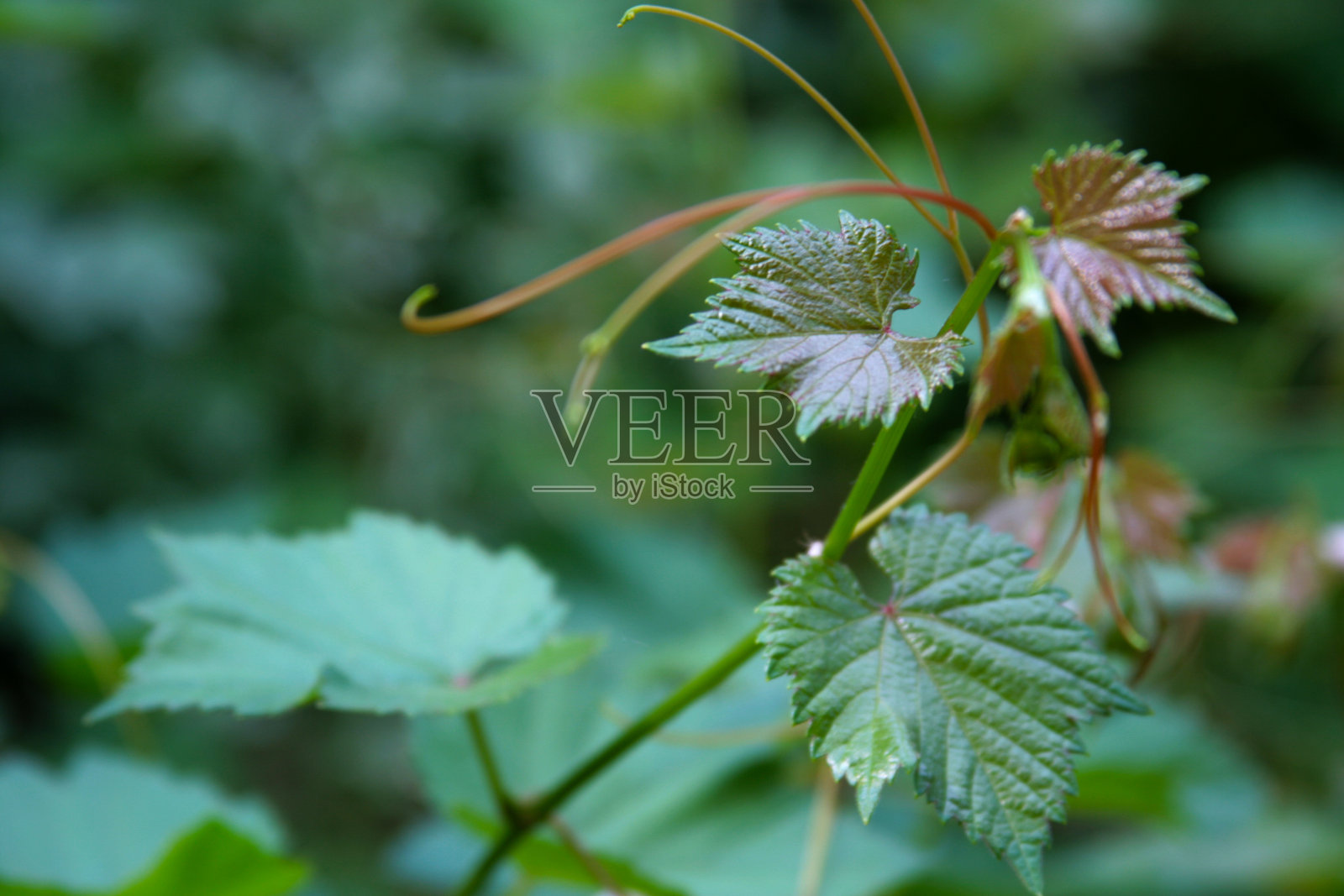 模糊的背景上有一棵年轻的葡萄树照片摄影图片
