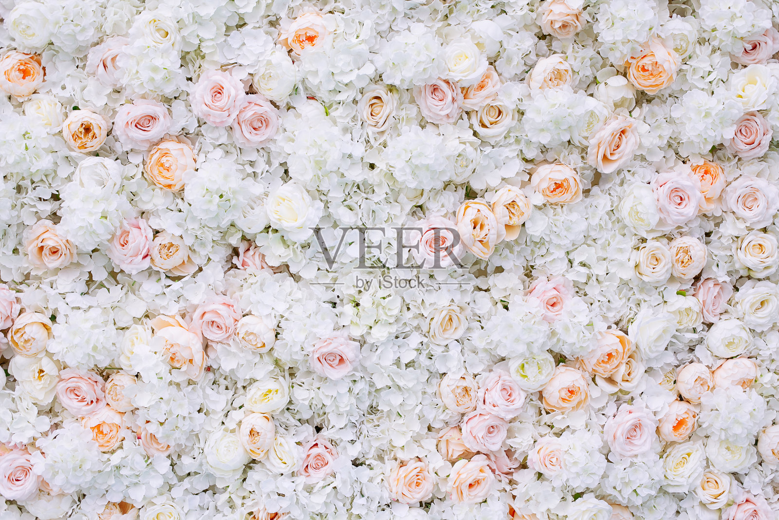 花墙背景与白色和浅橙色玫瑰。照片摄影图片