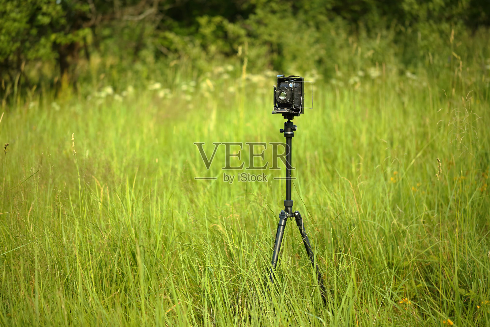 老式相机9x12在阳光下的草地上。使用玻璃板的老式摄影棚相机。照片摄影图片