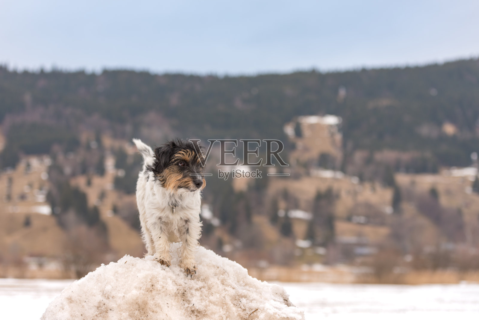 3岁的杰克罗素梗犬站在德国奥伯拉默高山前的雪山上照片摄影图片