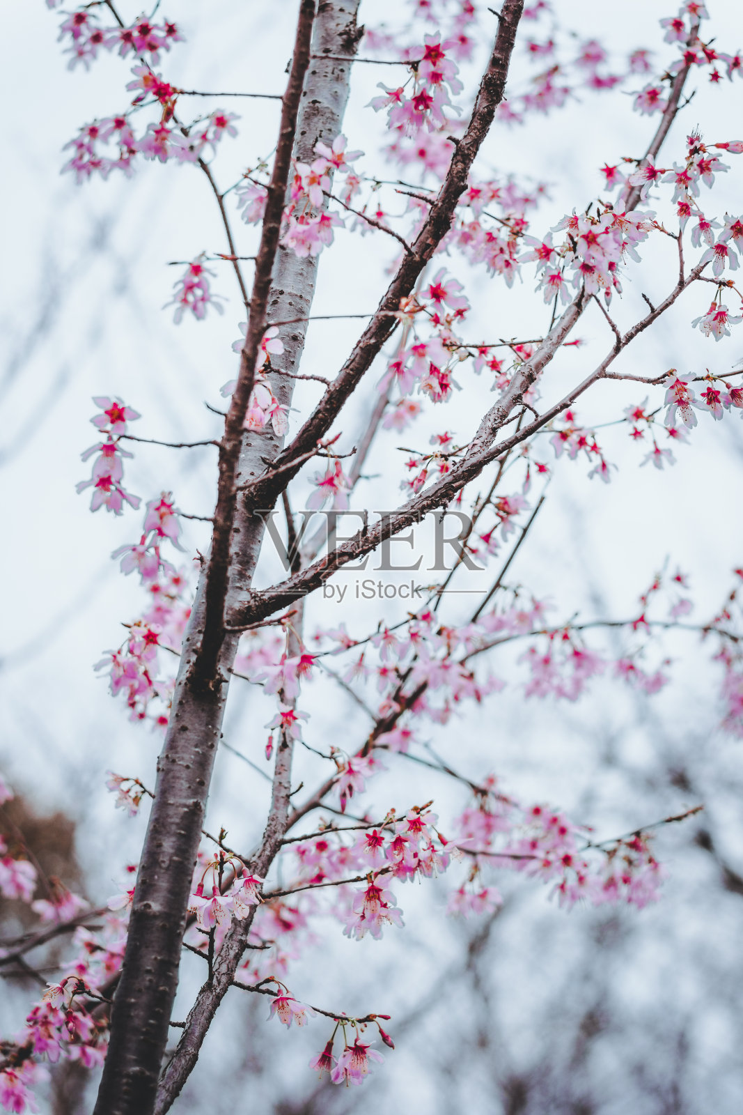 樱花在中国上海基村公园盛开照片摄影图片