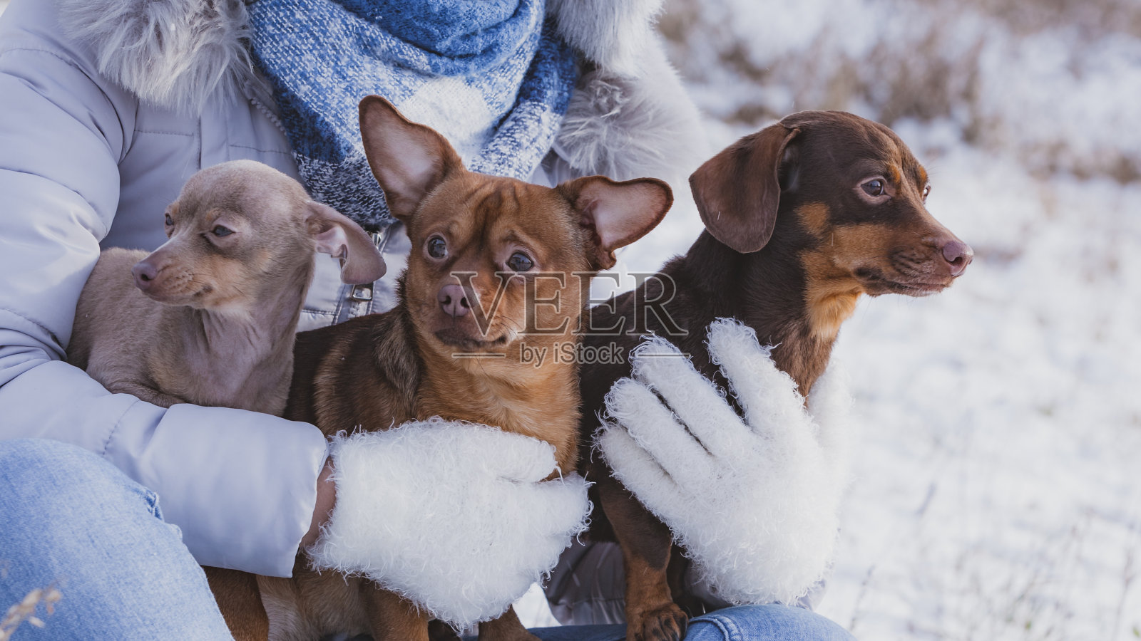 女人在冬天和狗玩照片摄影图片