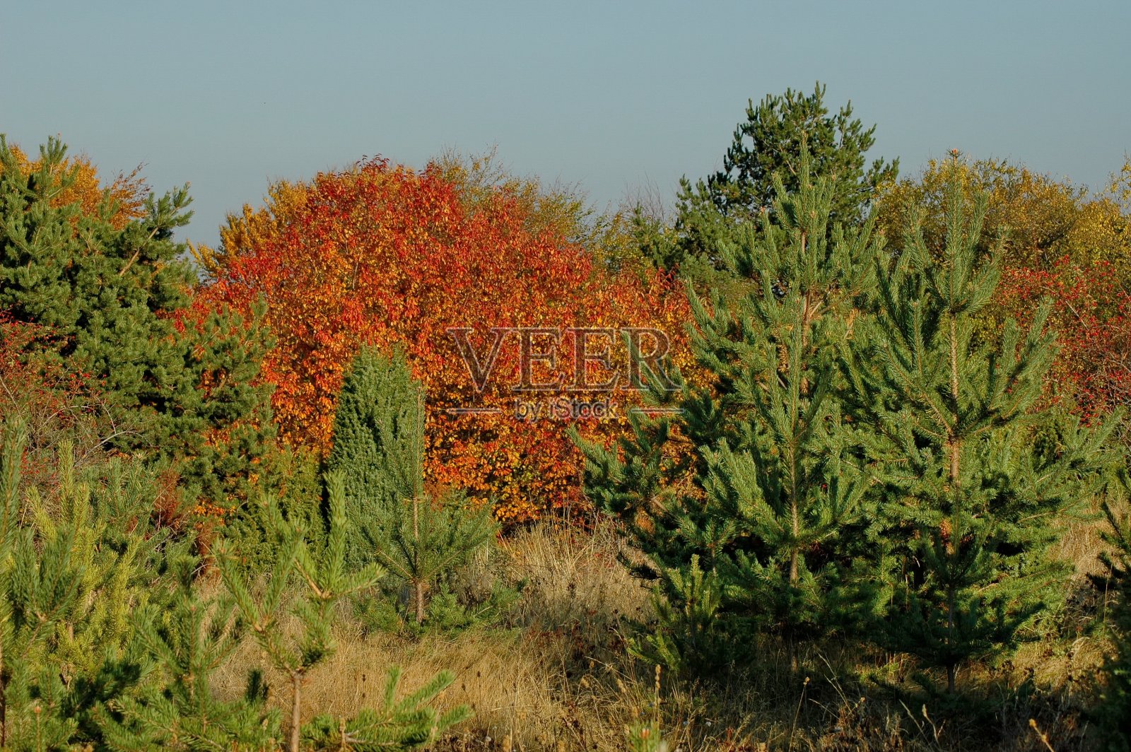 令人惊叹的秋季景观，林间空地，小山，落叶和针叶树在平原山照片摄影图片
