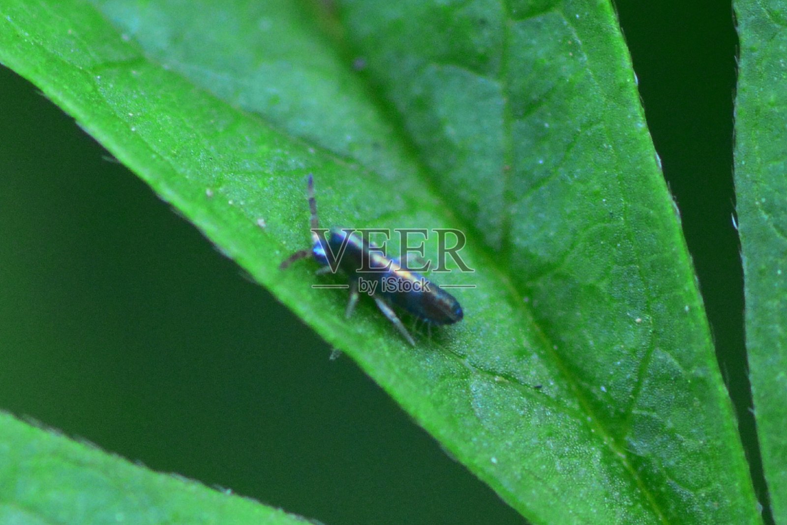 弹尾虫照片摄影图片