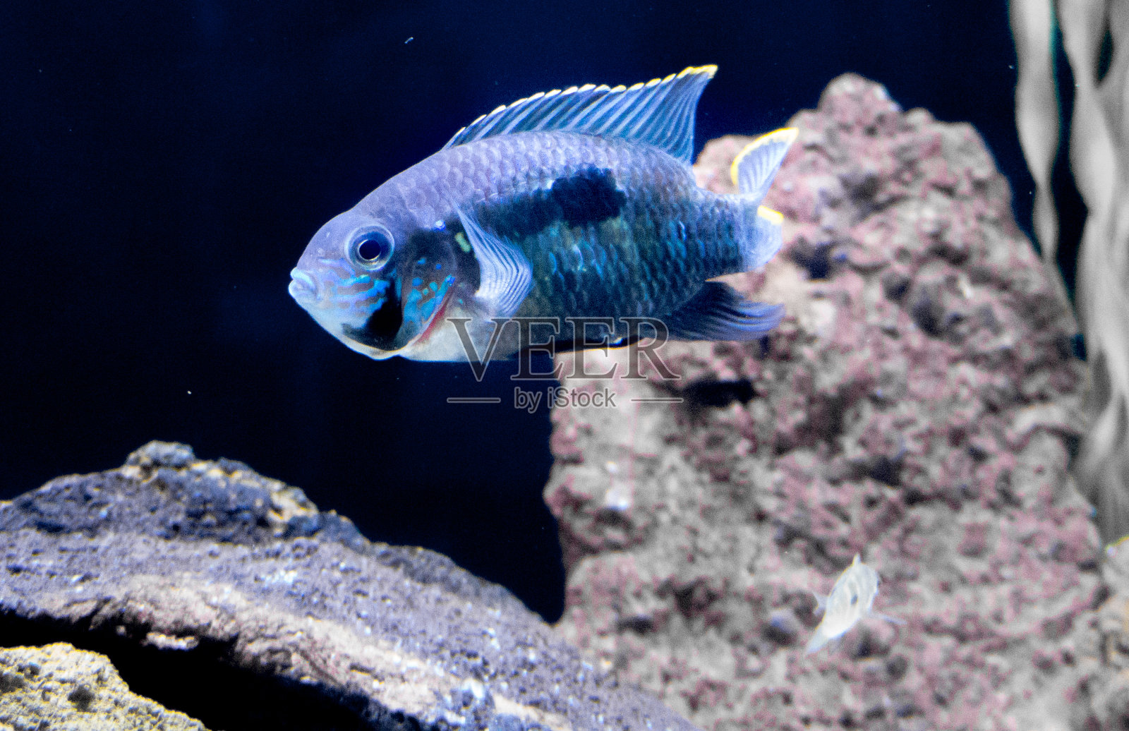 水族馆里的绿色恐怖鱼(Andinoacara rivulatus)。图像质量照片摄影图片