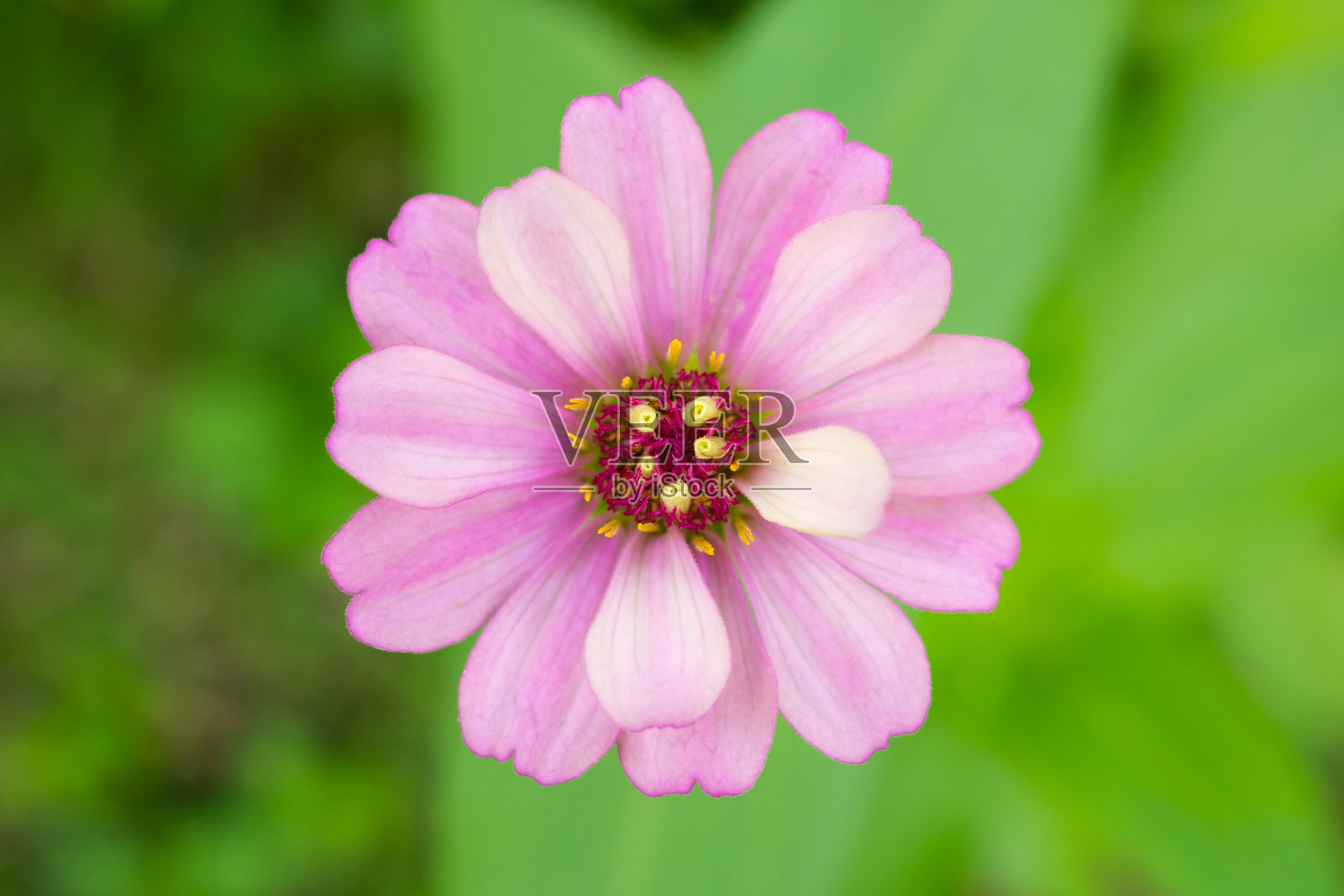 花园里百日菊的花朵照片摄影图片