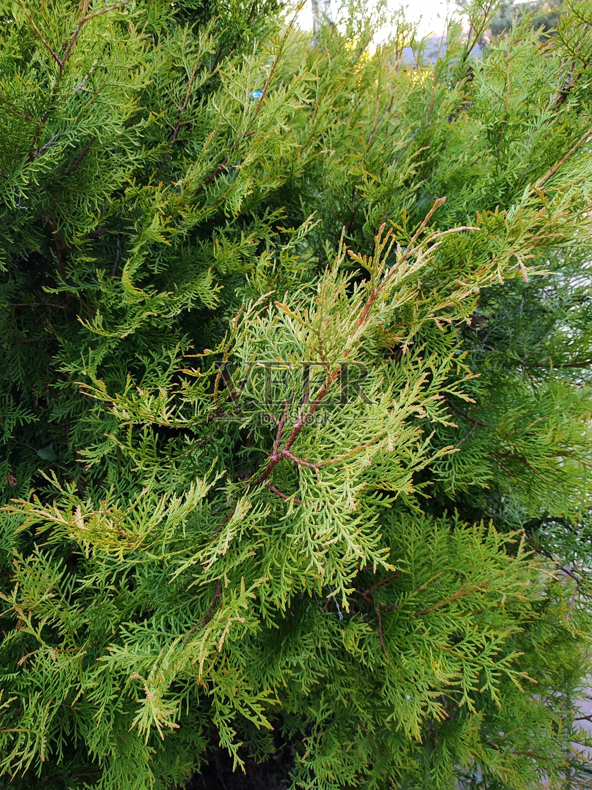 绿色的杜松叶靠近照片摄影图片