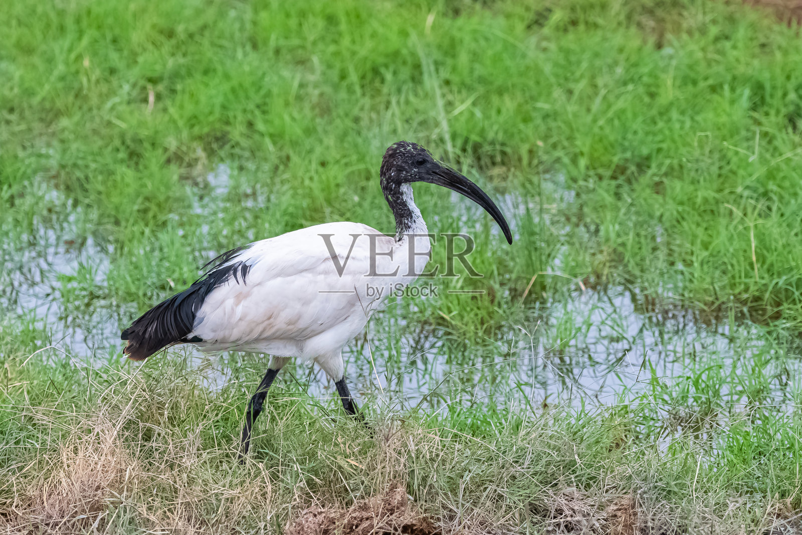 非洲朱鹭照片摄影图片