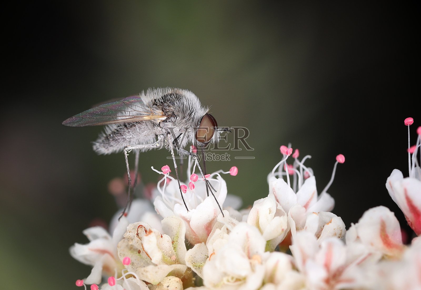 蜂蝇(双翅目;家蚕科)对加利福尼亚荞麦(Eriogonum fasiculatum)照片摄影图片