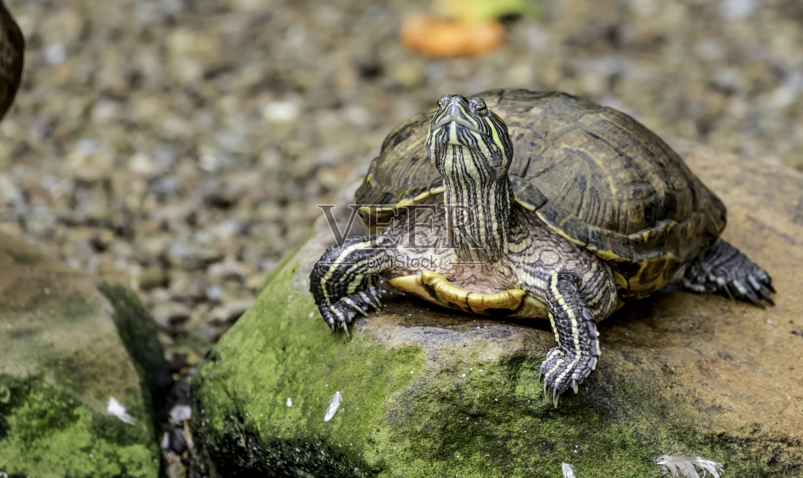 石头上的乌龟照片摄影图片