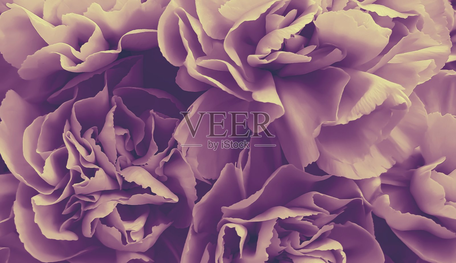 粉牡丹花瓣照片摄影图片