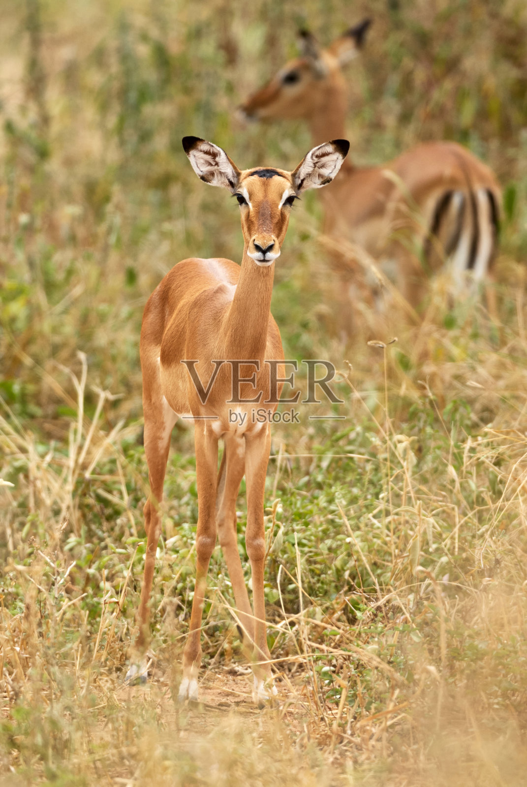 年轻的雌性黑斑羚照片摄影图片