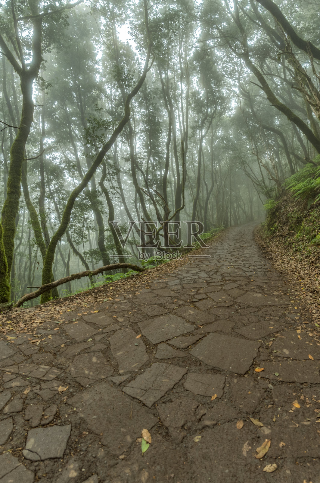 加拉霍奈国家公园山脉山坡上的残存森林。巨大的月桂和石南沿着狭窄曲折的小径。徒步旅行的天堂。旅行的明信片。拉戈梅、西班牙照片摄影图片