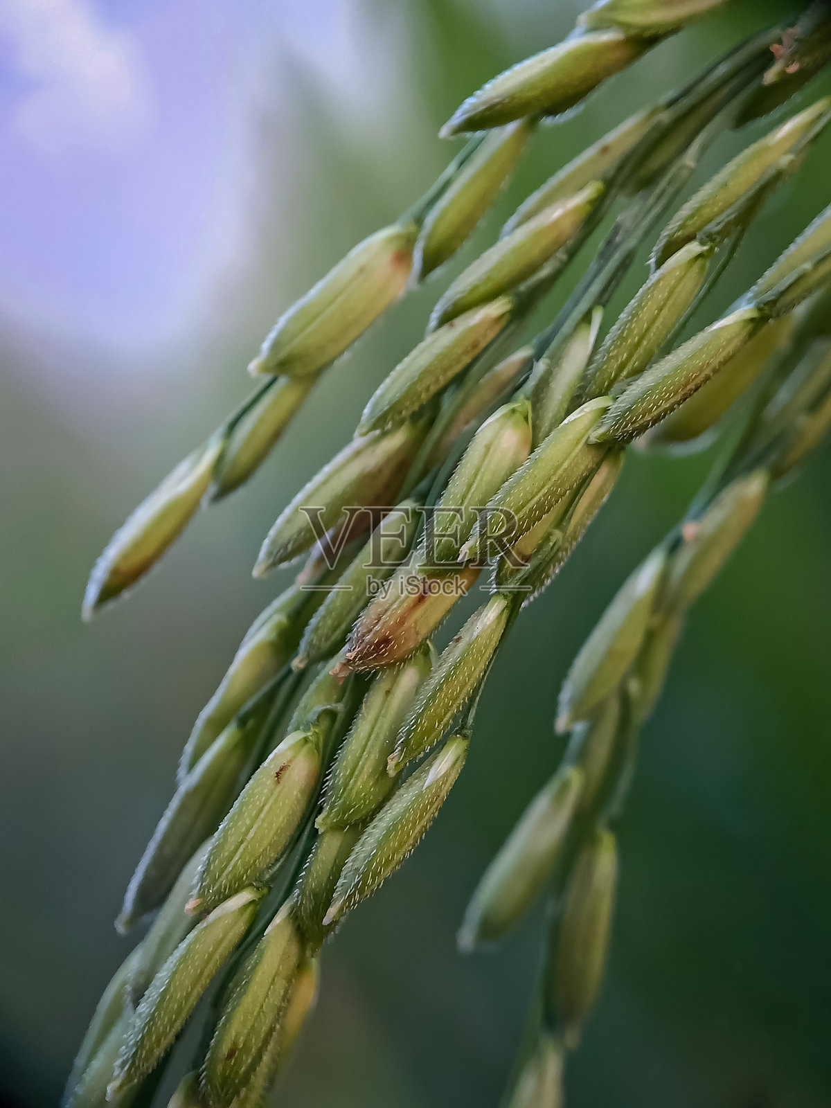 帕迪照片摄影图片