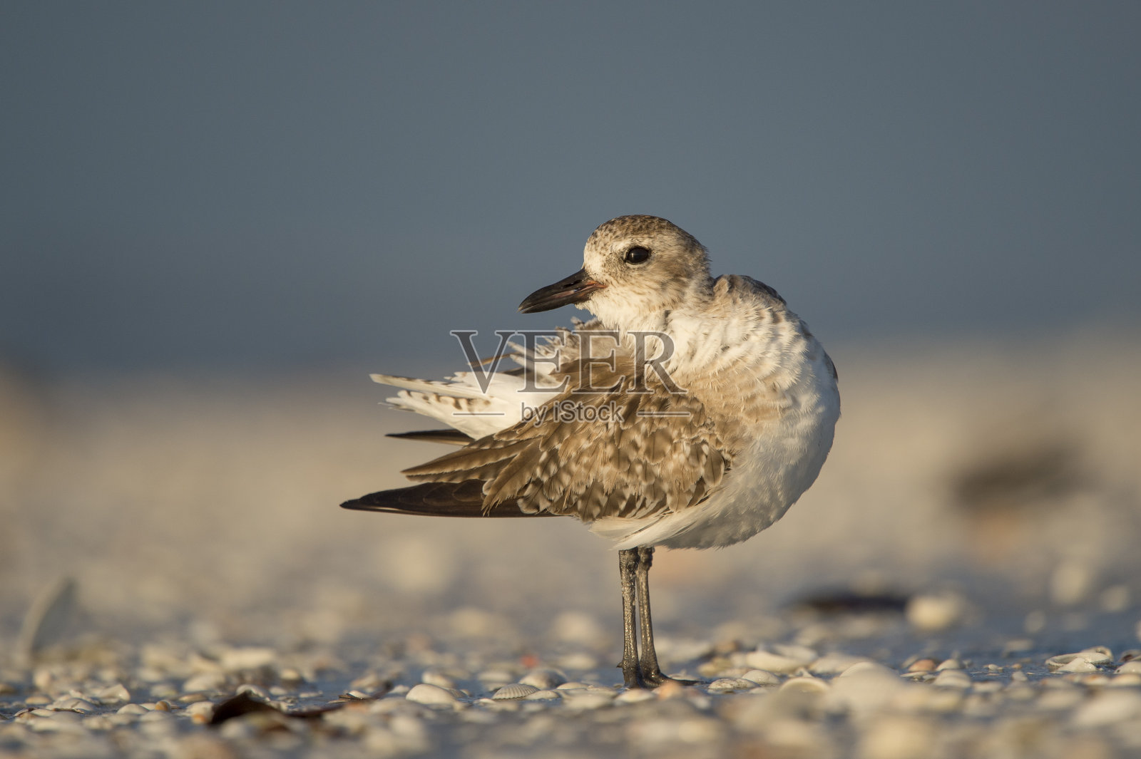 在清晨的阳光下，海滩上有着光滑的蓝色背景，一只黑腹珩用一种有趣的姿势梳理羽毛。照片摄影图片