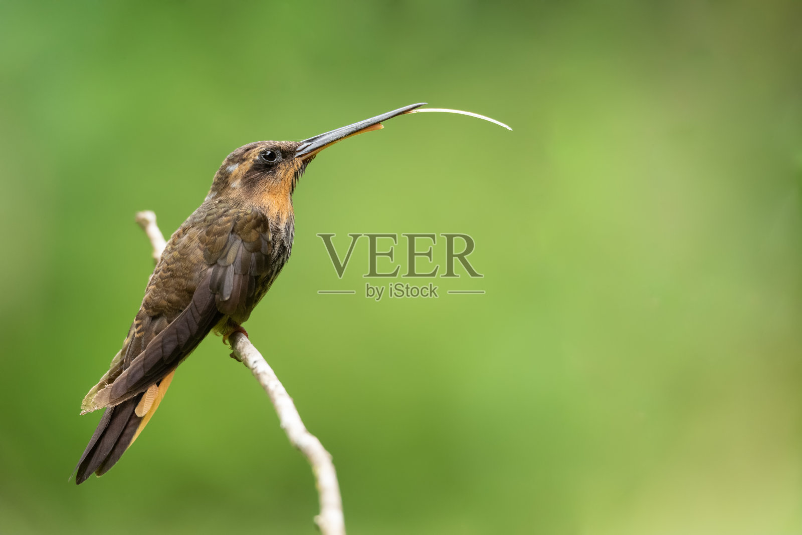 Saw-billed隐士蜂鸟照片摄影图片