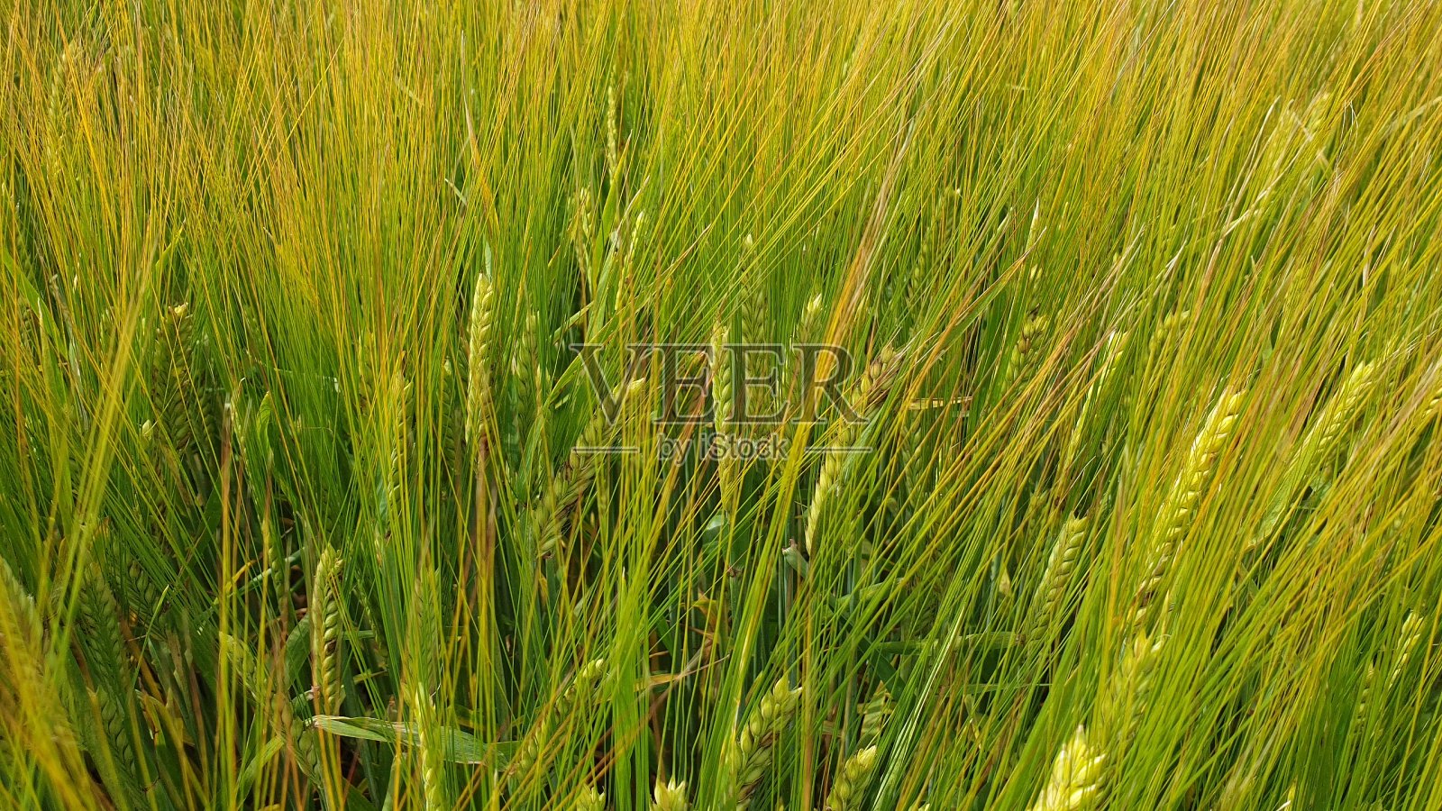 近距离观察麦田里的小麦照片摄影图片
