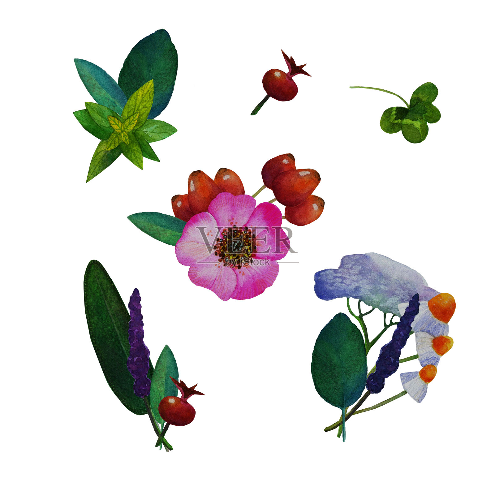 一套水彩手绘药用植物插图，包括花卉和玫瑰髋，叶子和花的鼠尾草，缬草花，药用甘菊，薄荷插画图片素材