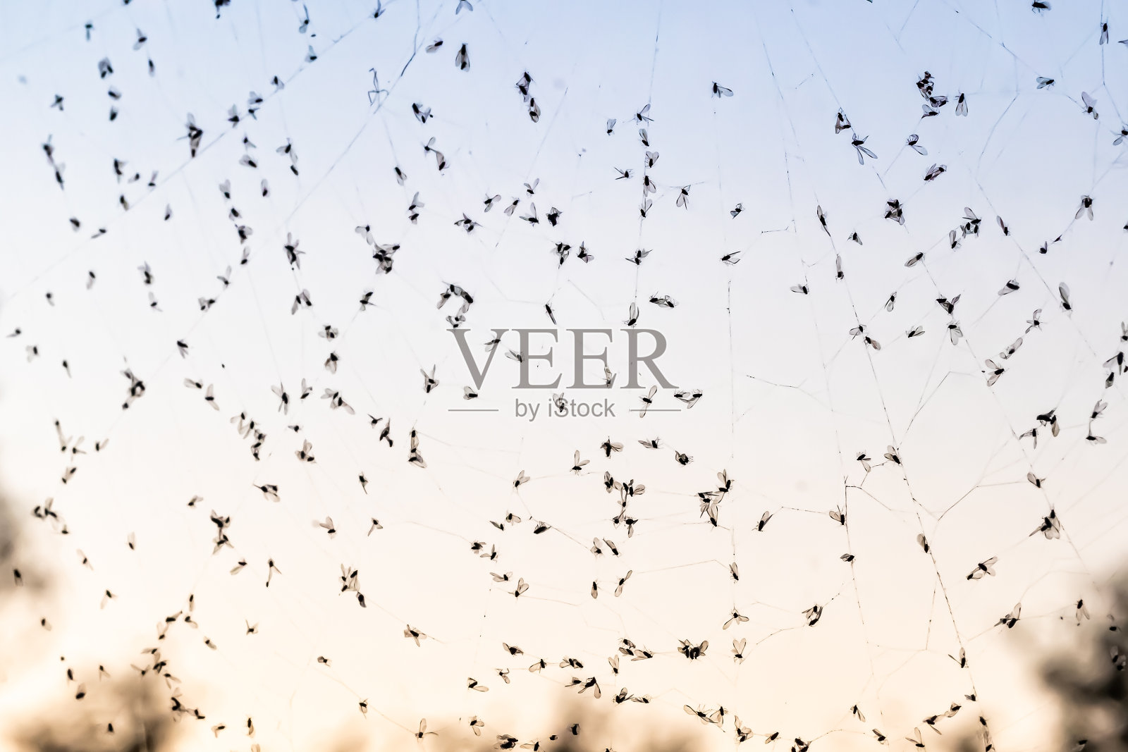 蜘蛛网上粘着许多小昆虫。照片摄影图片