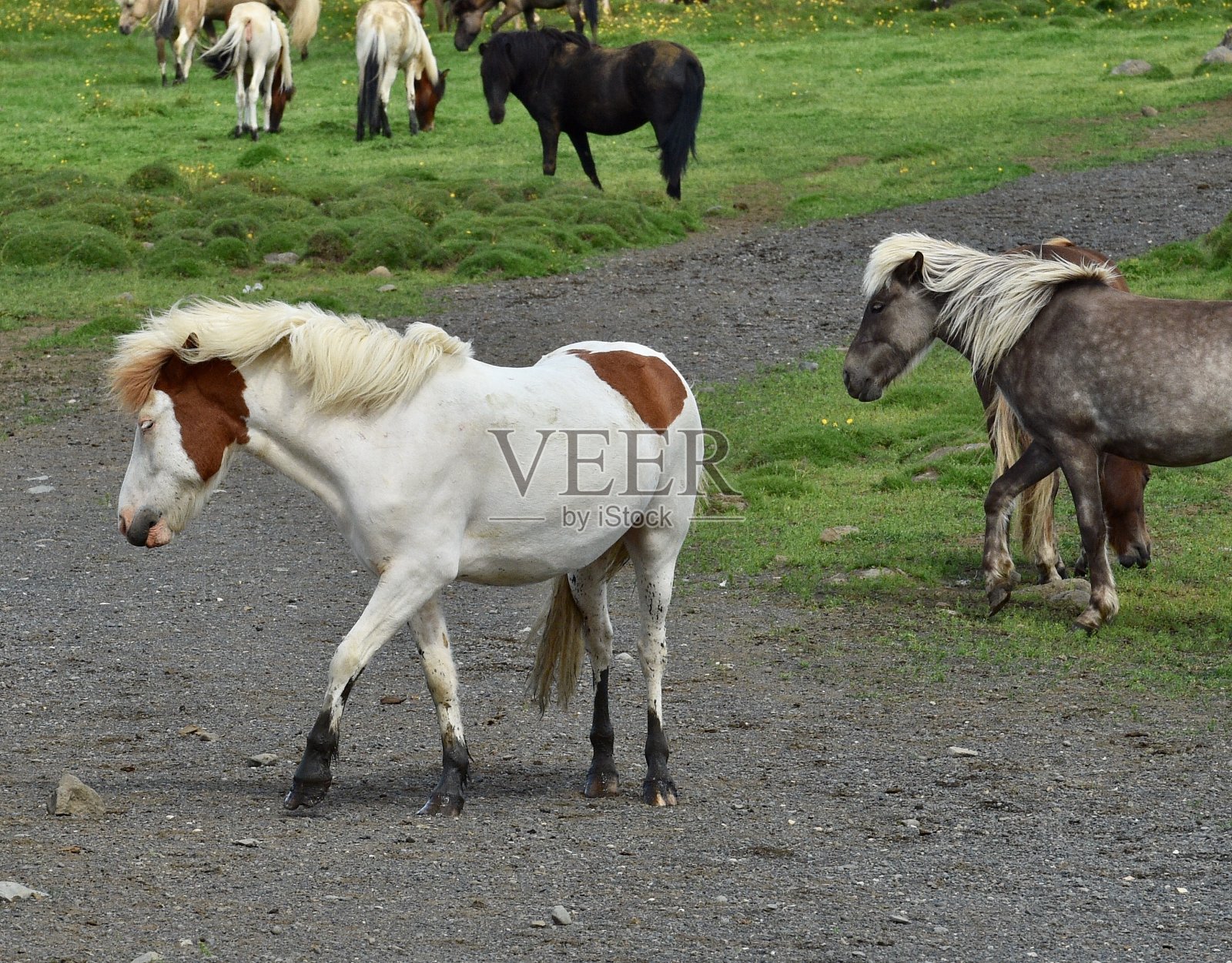 冰岛马照片摄影图片