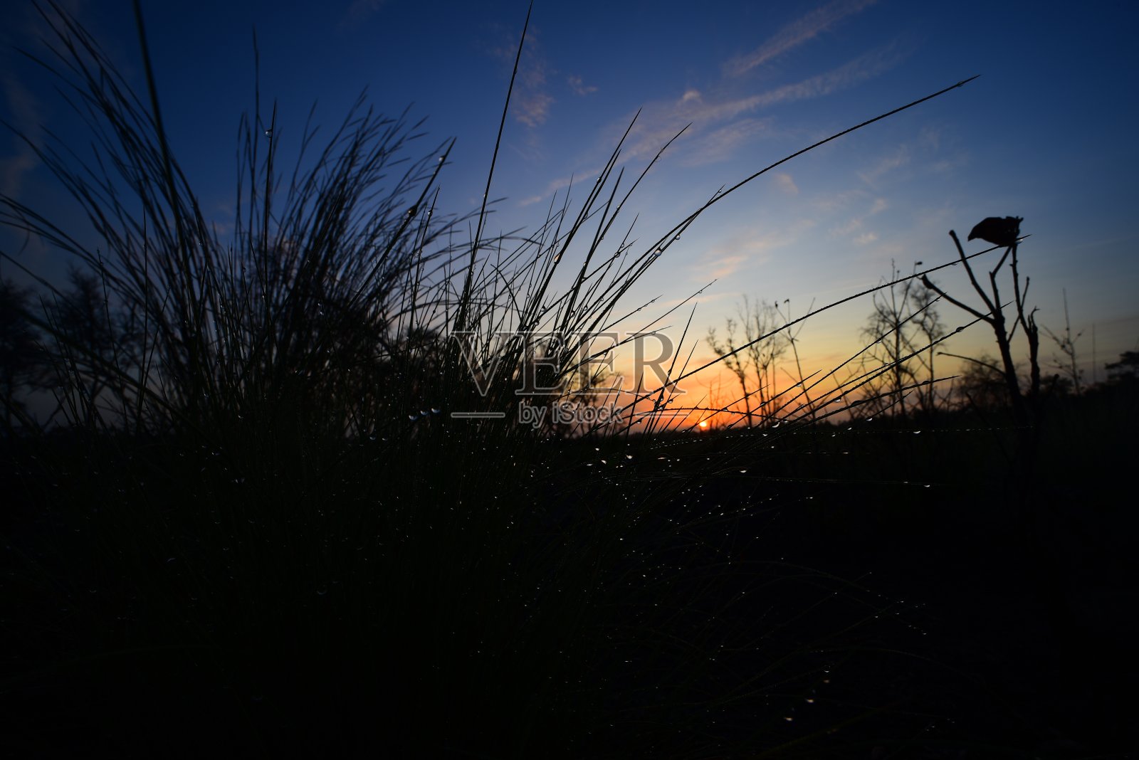 低角度拍摄的露珠上轮廓线草在日出照片摄影图片