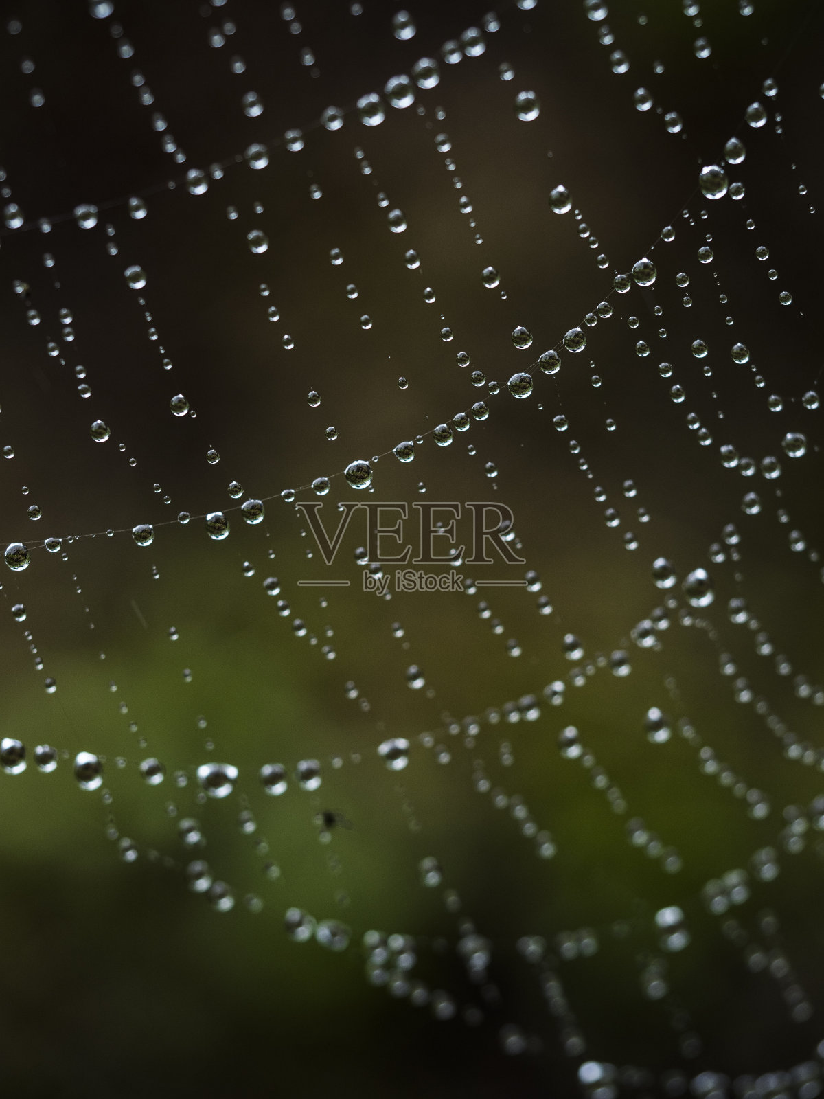 网上的水滴特写照片照片摄影图片