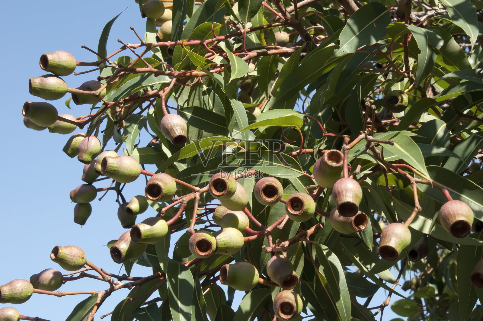 一种属于桉树科的伞草树的大树胶坚果，映衬着蓝天照片摄影图片