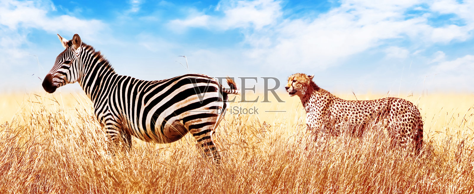 非洲大草原上的斑马和猎豹。塞伦盖蒂国家公园。非洲。坦桑尼亚。宽格式。照片摄影图片