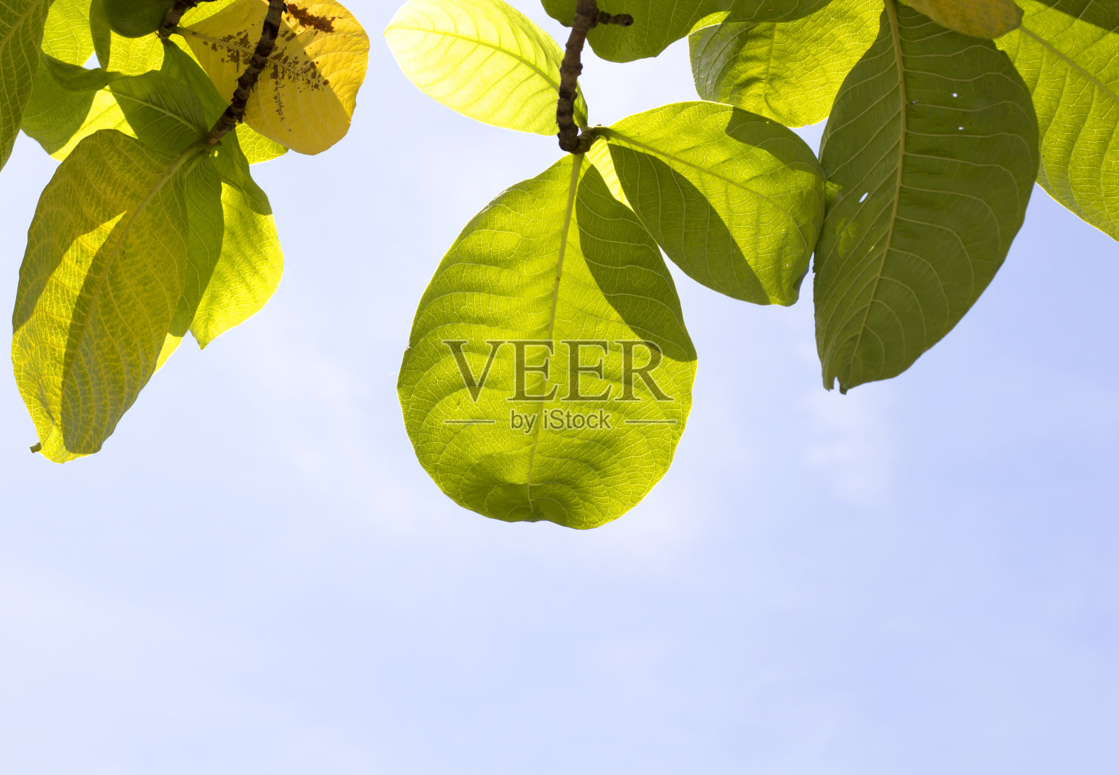 质地多汁新鲜的绿叶在阳光下发光，在春天和夏天的宏观近距离大自然。照片摄影图片