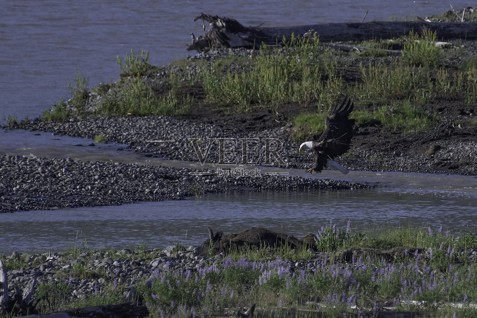秃鹰飞向野牛尸体照片摄影图片