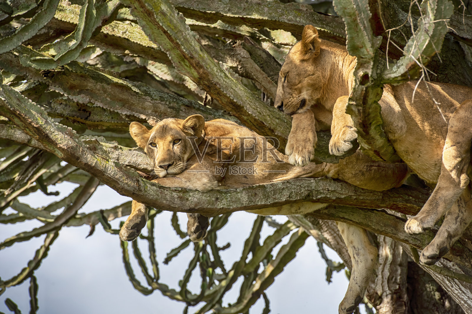 年轻的狮子(狮子)在一棵仙人掌树上休息照片摄影图片