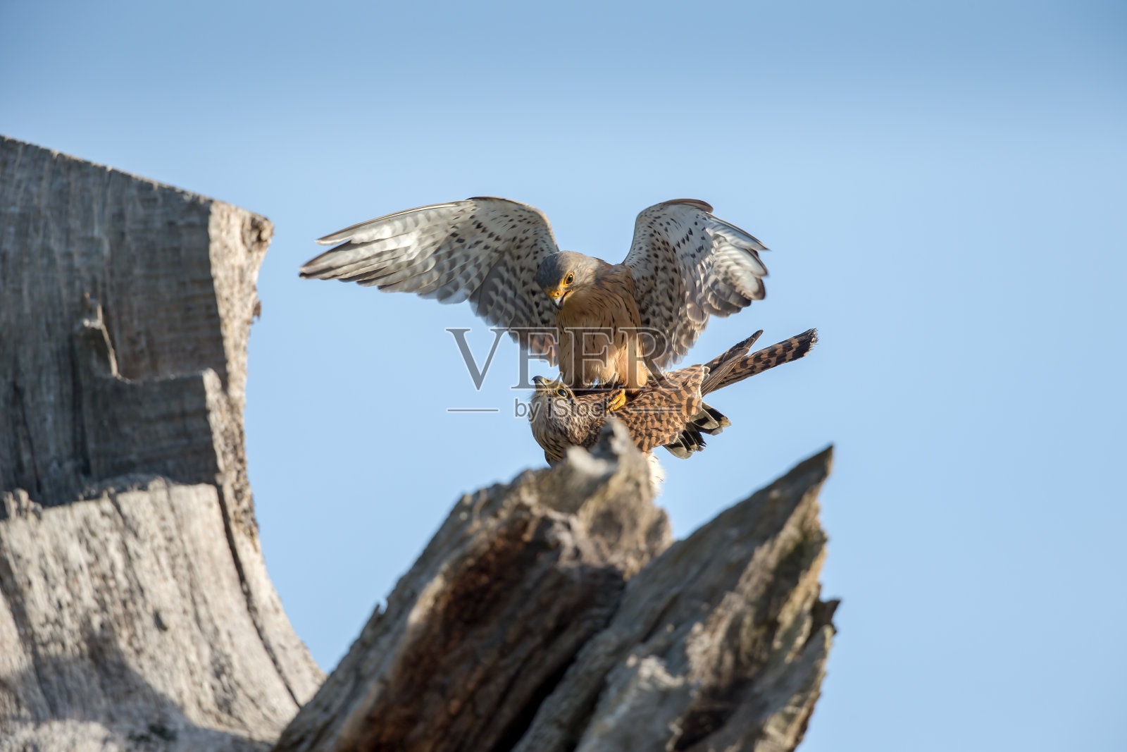 普通或欧洲红隼配对照片摄影图片