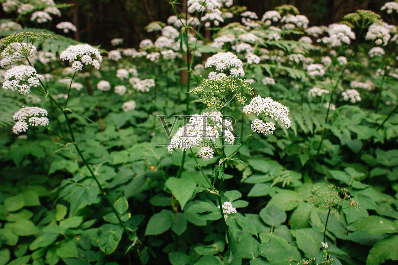 这是一处开着白花的牧场，属于蜂科植物，通常被称为土接骨木，草地，bishop，杂草，越橘和痛风。照片摄影图片