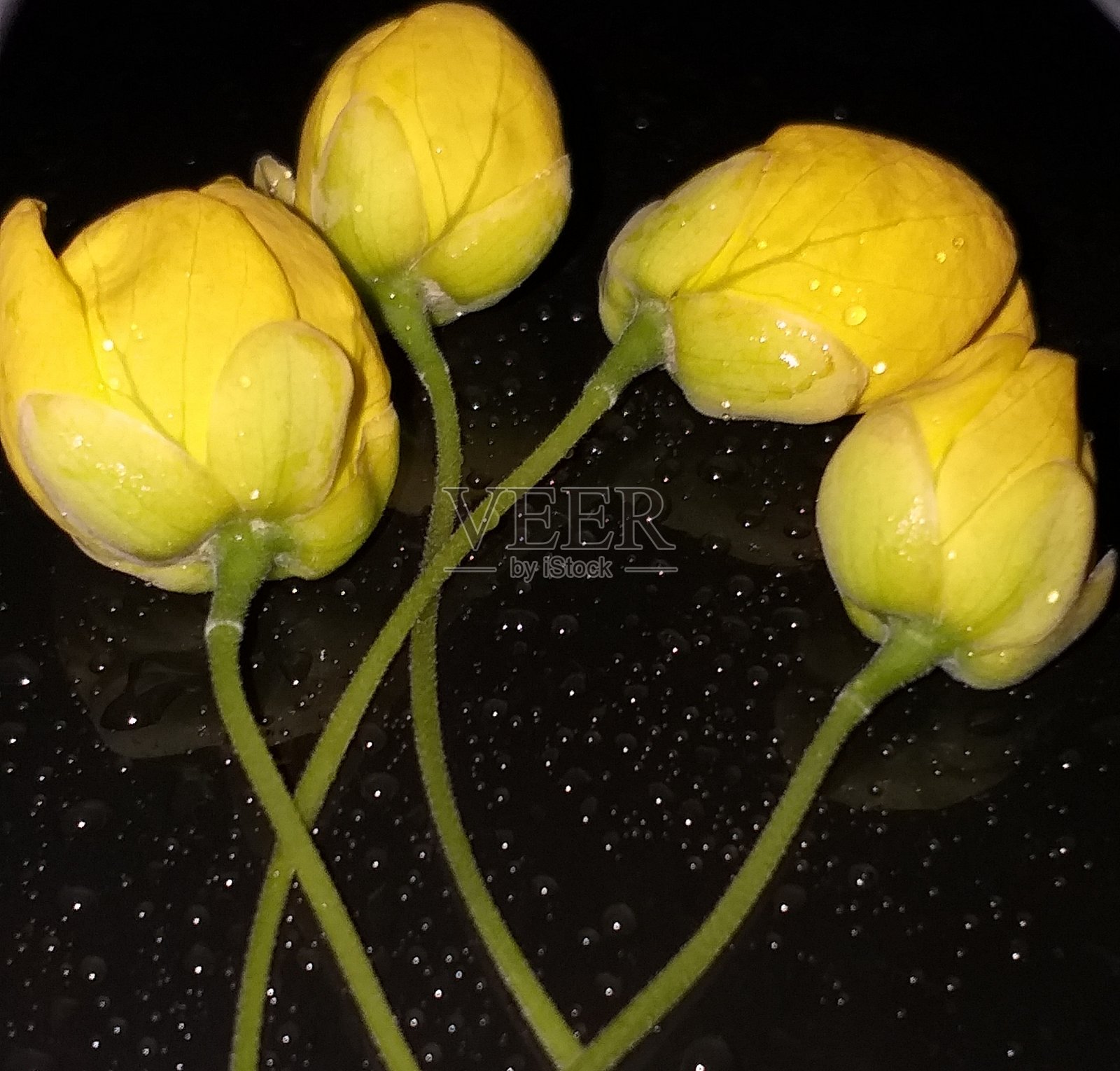 自然摄影照片摄影图片