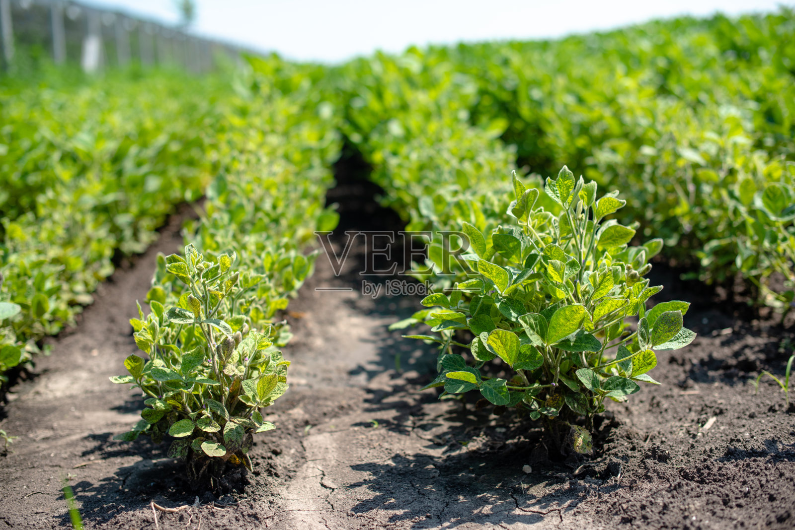 场od bean照片摄影图片