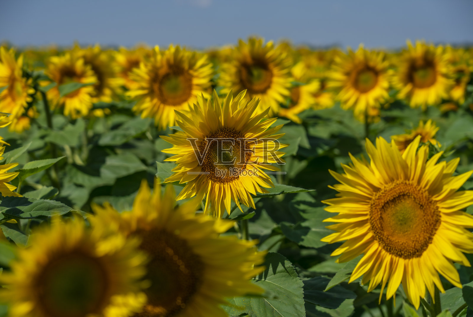 在蓝天的映衬下，向日葵盛开着鲜艳的黄色花朵照片摄影图片