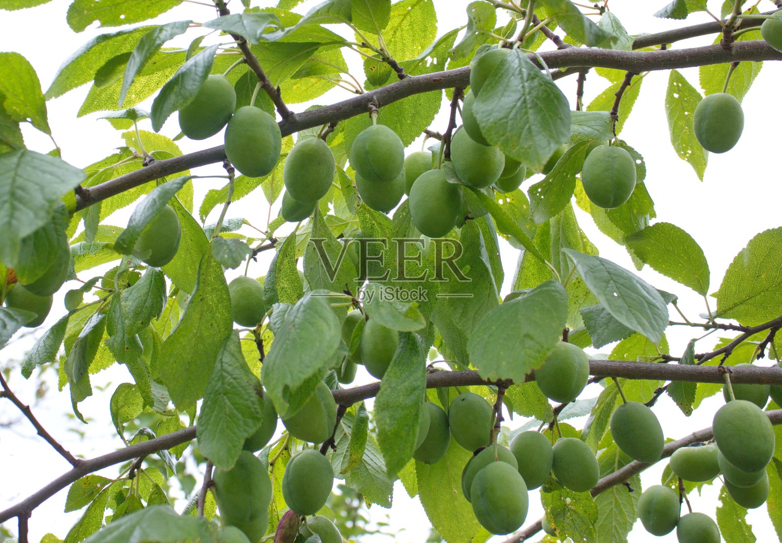 绿色的灌木和树枝上有李子照片摄影图片