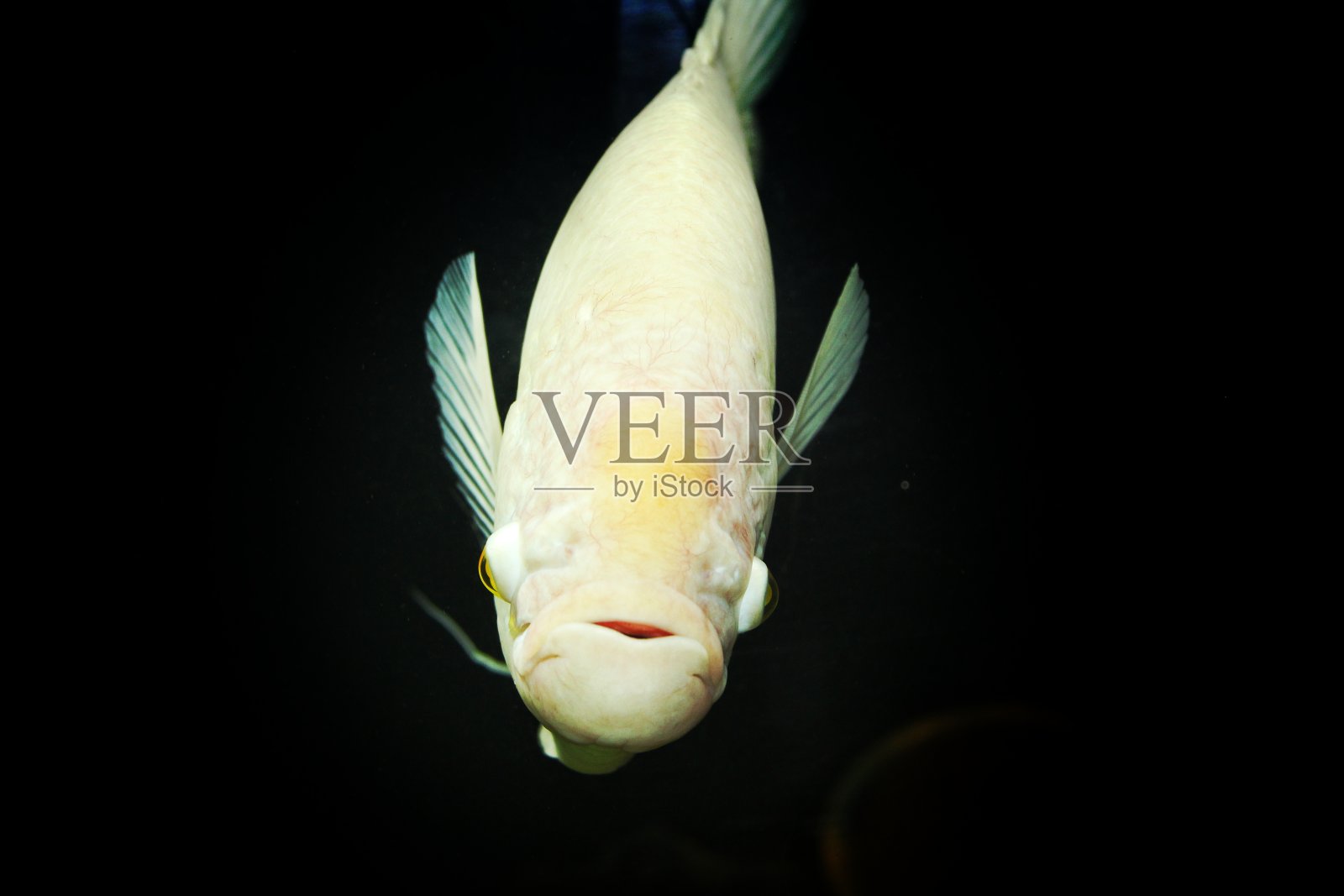 巨型丝足鱼隔离摄影鱼缸照片摄影图片