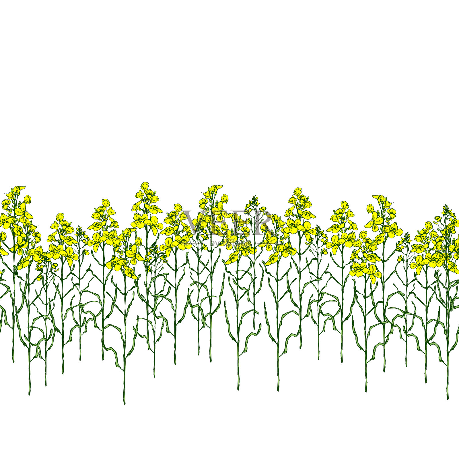 集菜花和油插画图片素材