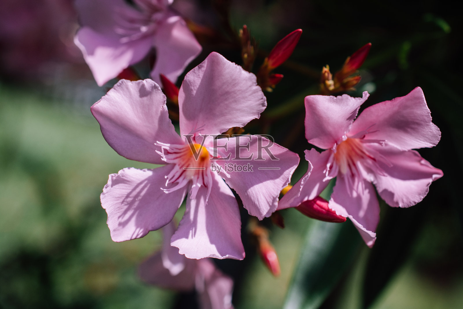 这是一个阳光明媚的日子里粉红色花朵的特写。浪漫而美丽的植物。照片摄影图片
