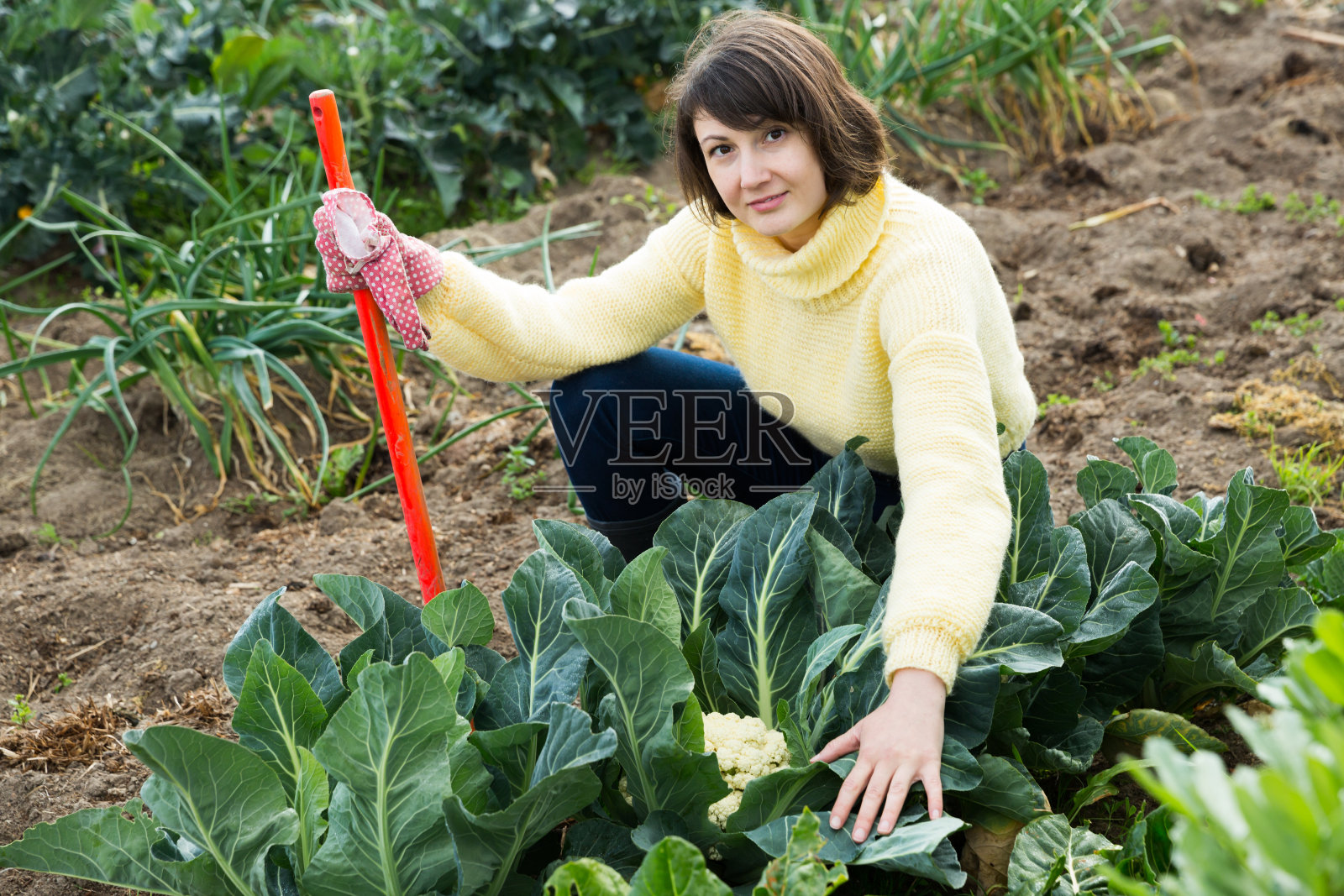 女人用锄头在花园里锄着卷心菜和洋葱照片摄影图片