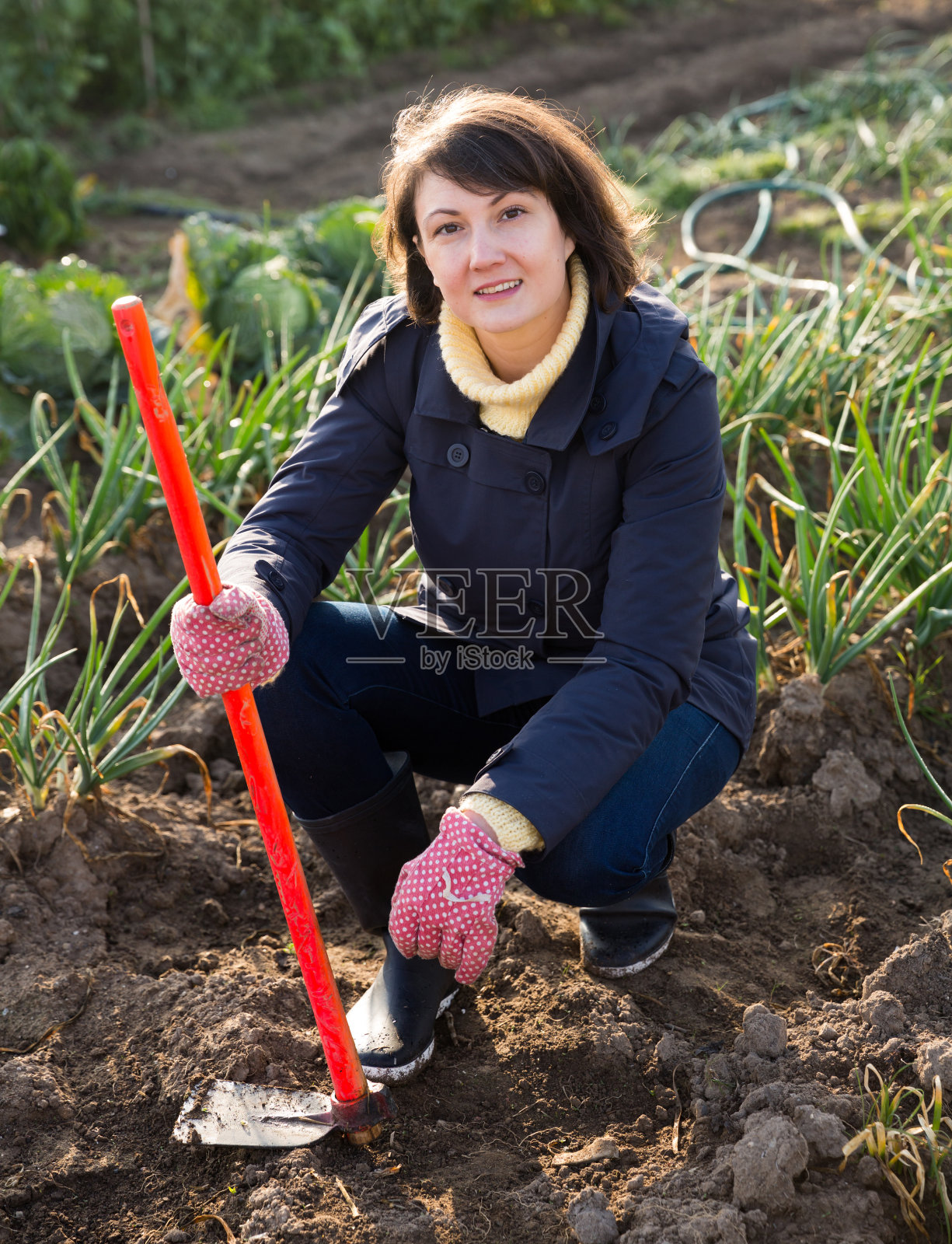 年轻女子在洋葱地里干活照片摄影图片