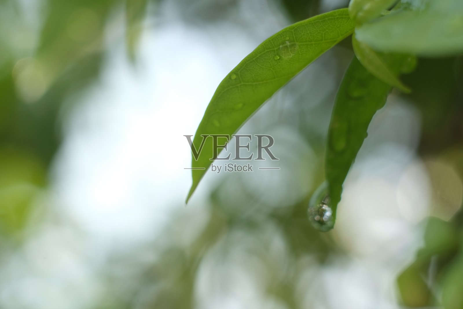 水滴在树叶上照片摄影图片