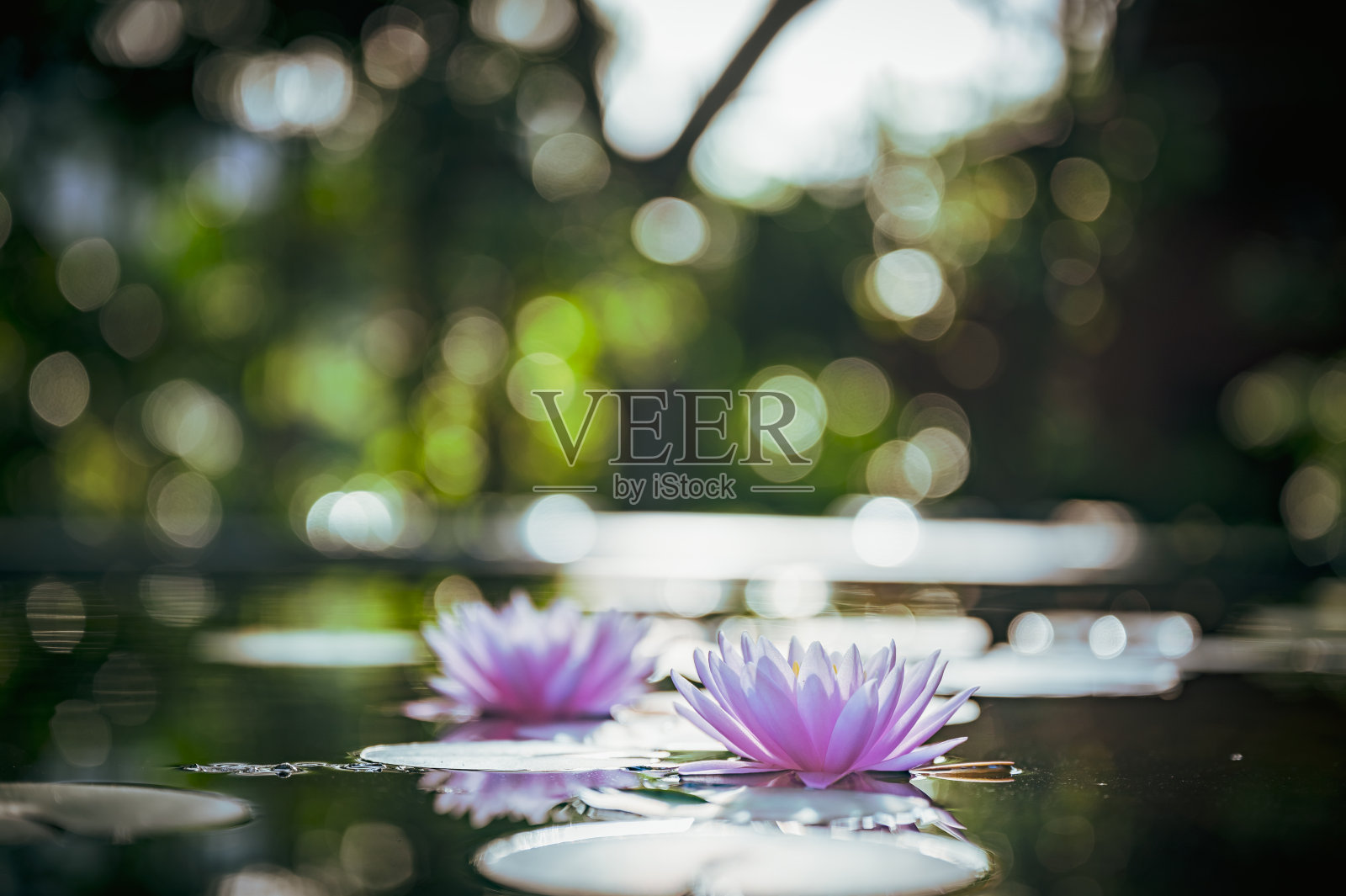 美丽的荷花在花园里的水上。照片摄影图片