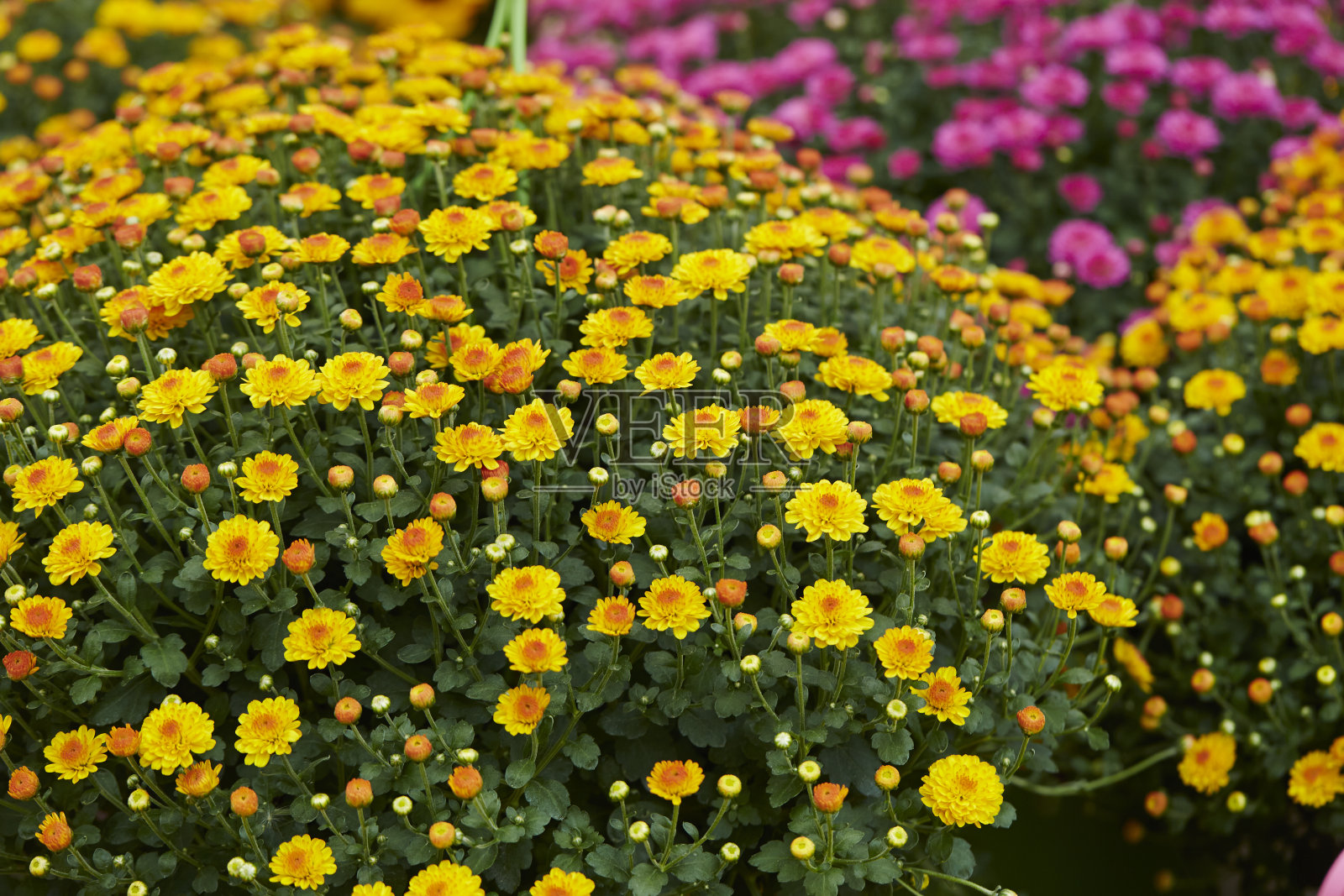 花照片摄影图片