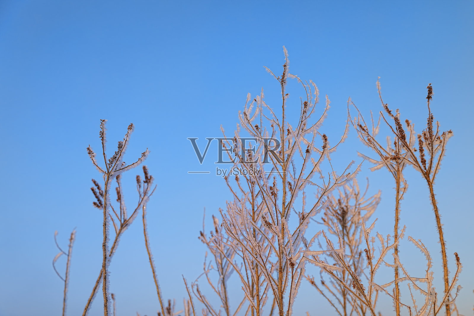 自然照片摄影图片