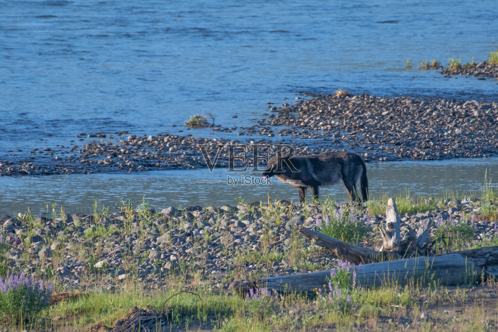 灰狼在啃野牛的尸体照片摄影图片