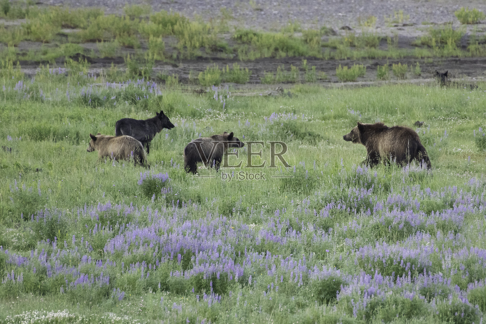 灰熊、幼崽和狼在啃野牛尸体照片摄影图片