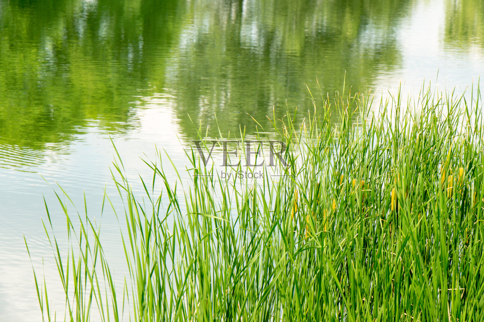 年轻的绿色芦苇在水库的背景上照片摄影图片
